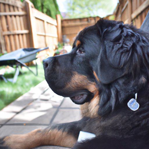 Bravecto: A Look at How Long It Takes to Work