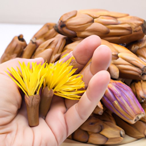 Investigating the Effects of Cistanche on Health and Wellbeing