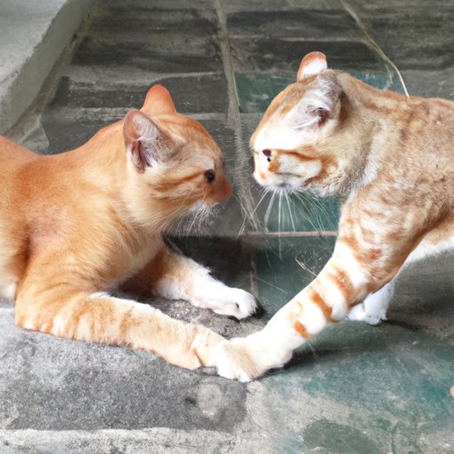 How to Make Introductions Between Cats Go Smoothly