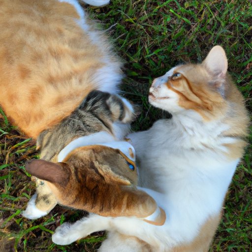 What You Can Do to Help Two Cats Bond and Become Friends