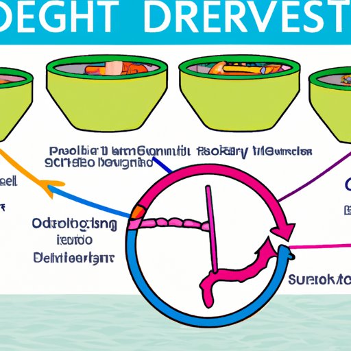 Overview of the Digestive Process and How Long it Takes for Food to Be Digested