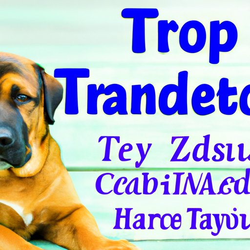 What You Need to Know About Giving Trazodone to Your Canine Companion