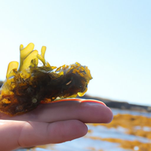 Discovering the Mineral Powerhouse that is Sea Moss