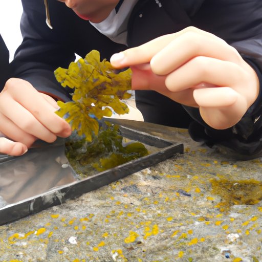 Investigating the Mineral Content of Sea Moss