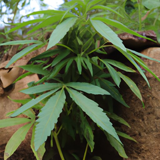 The Pros and Cons of Growing More Than Five Weed Plants