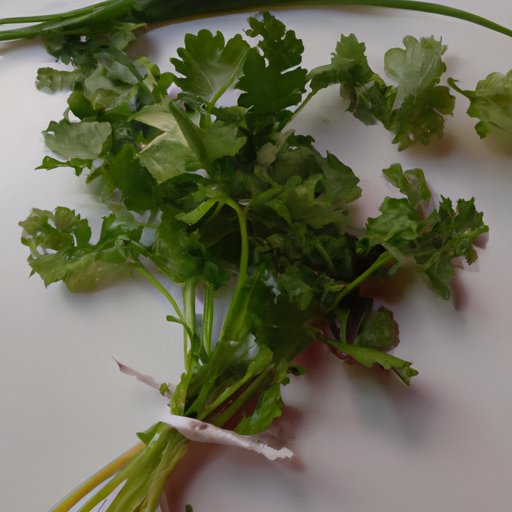 How Much Cilantro Should I Eat for Health Benefits? The Enlightened