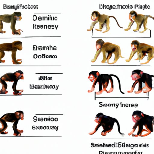 What Does it Cost to Own a Baby Monkey? An InDepth Guide The Enlightened Mindset