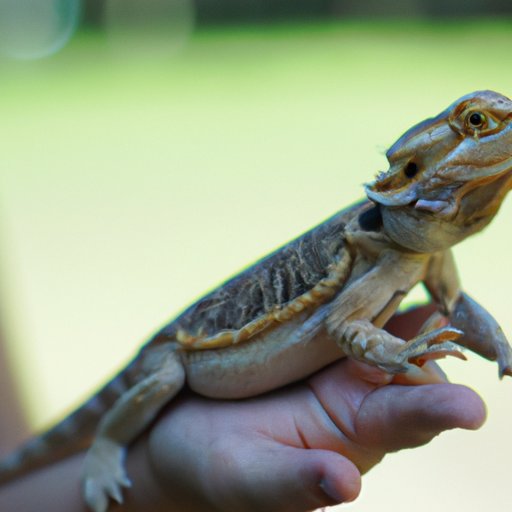 Price of the Bearded Dragon Itself