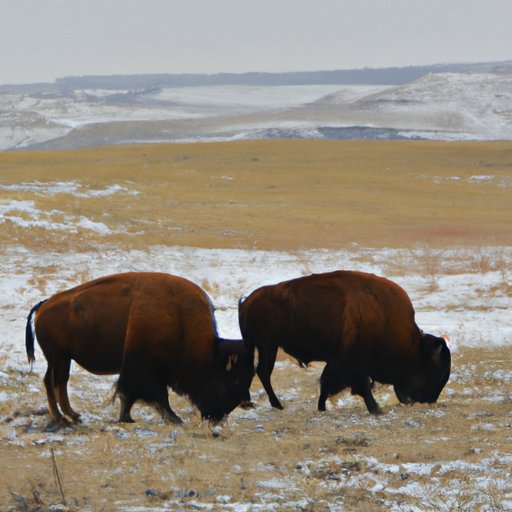How Much Does a Bison Cost? A Comprehensive Guide to Buying and Raising Bison The Enlightened