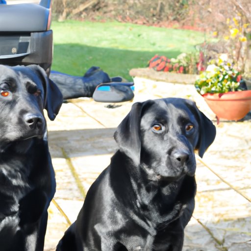 Investigating the Rehoming Fees for Black Labs 