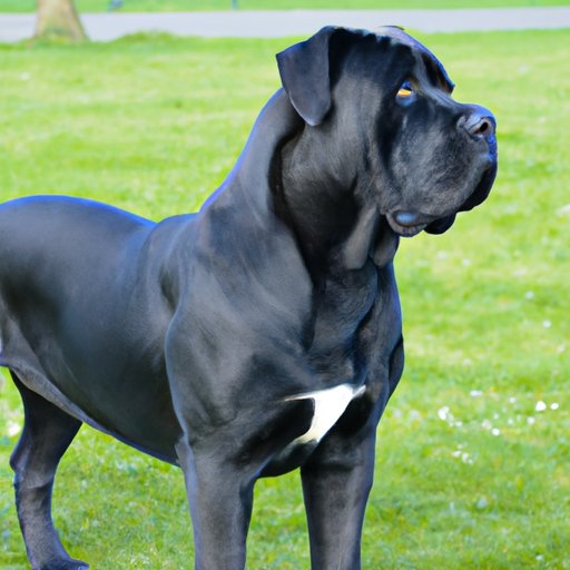 How Much Does a Cane Corso Cost? A Comprehensive Guide to Prices and