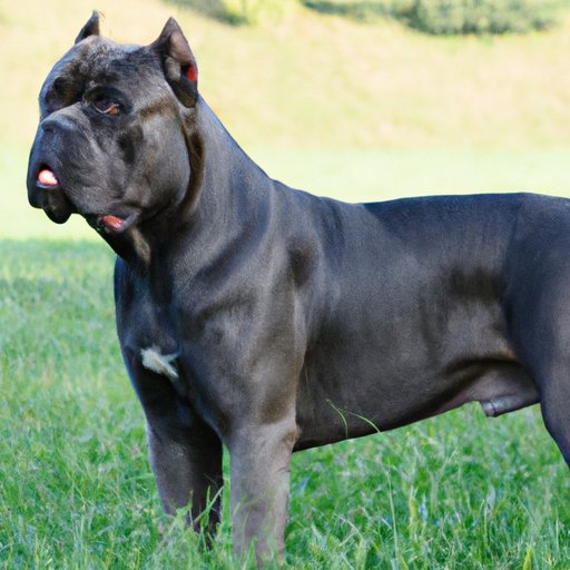 How Much Does a Cane Corso Cost? A Comprehensive Guide to Prices and