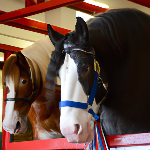 Where to Find Quality Clydesdale Horses at Reasonable Prices