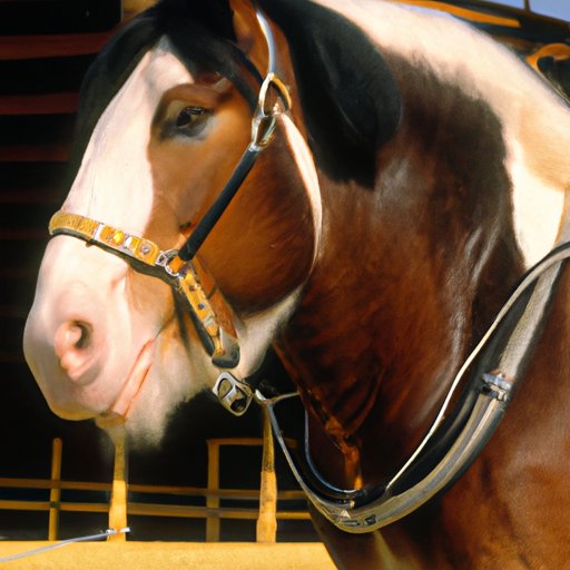 Buying a Clydesdale Horse: What You Need to Know