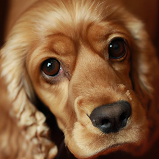 How Much Does a Cocker Spaniel Cost? A Comprehensive Guide The Enlightened Mindset
