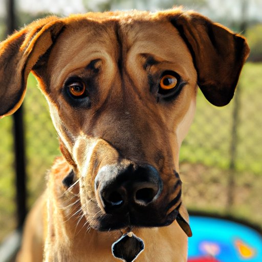 The True Financial Impact of Adopting a Dog