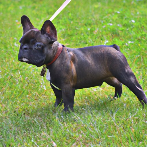A Guide to Buying a French Bulldog: Costs and Considerations