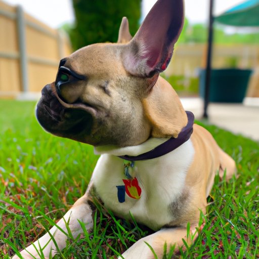 What You Need To Know About the Cost of Owning a French Bulldog
