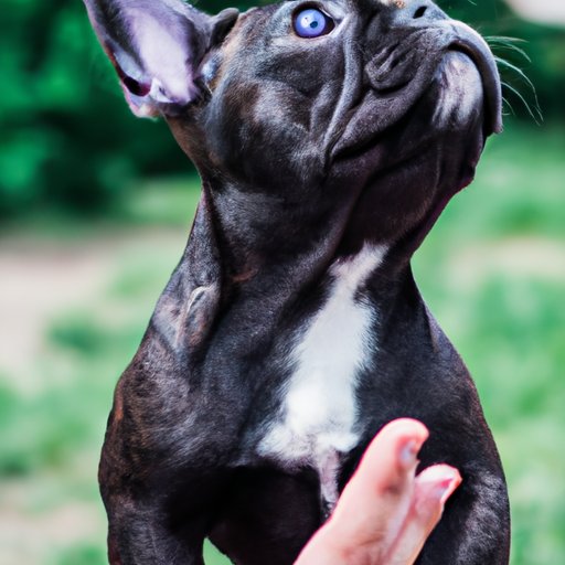 All You Need to Know About the Price of a French Bulldog