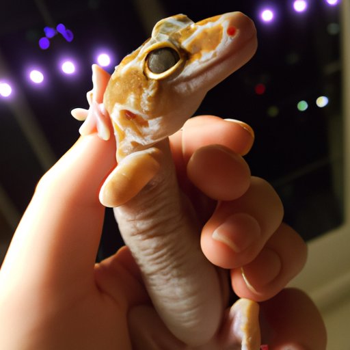 How Much Does a Gecko Cost? A Comprehensive Guide to Finding Affordable ...