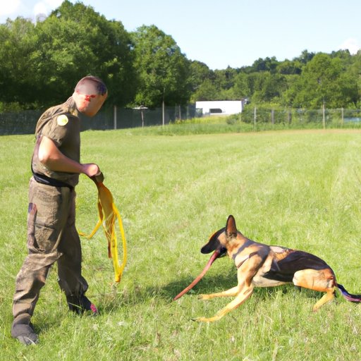 Investigate the Expenses of Training a German Shepherd