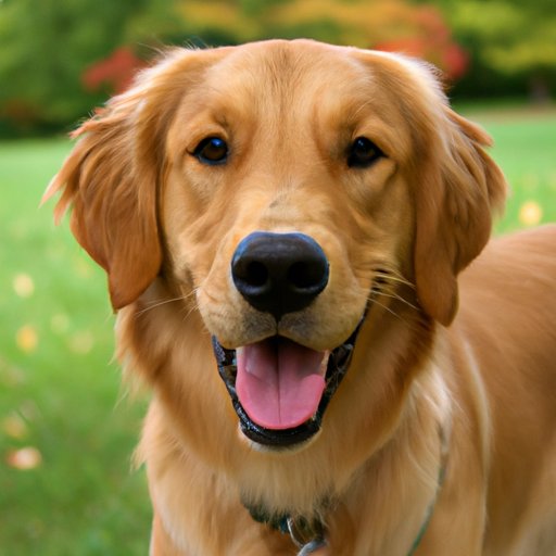 How Much Does a Golden Retriever Cost? Exploring the Price of Adoption