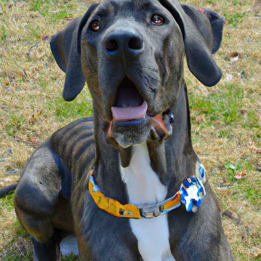 What to Expect When You Buy a Great Dane