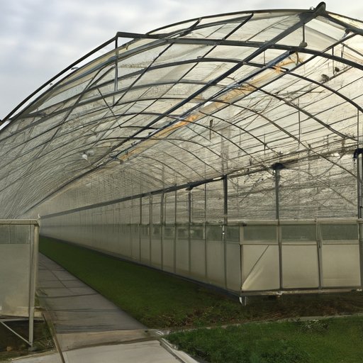 What to Consider Before Investing in a Greenhouse
