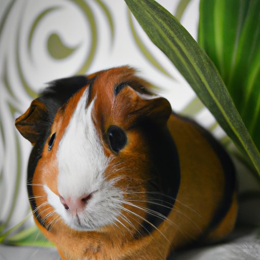 Introduction: Overview of Owning a Guinea Pig
