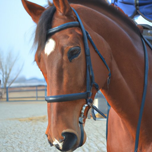 The True Price of Horse Ownership: What to Expect in Yearly Expenses