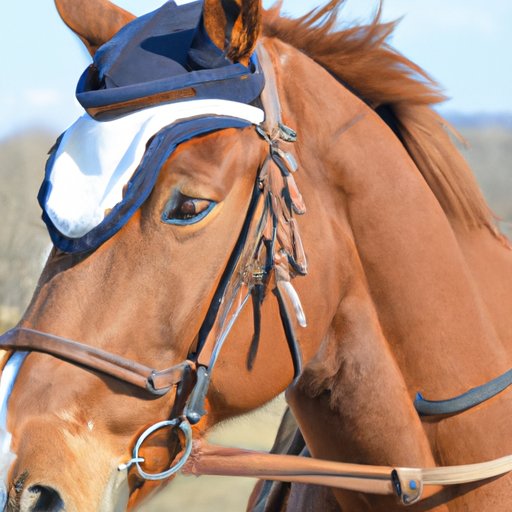 Budgeting for Horse Ownership: What to Know About Yearly Costs