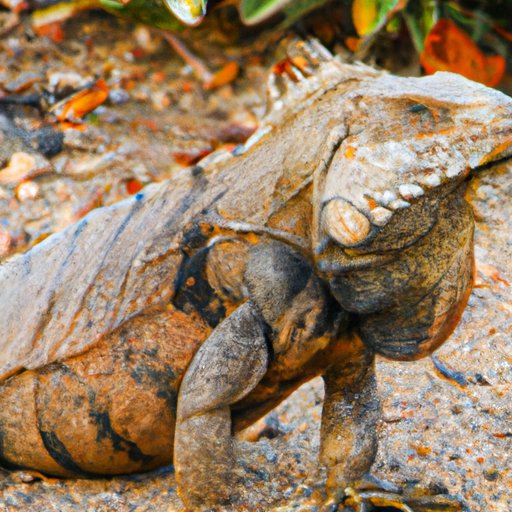 Iguana Costs: What You Should Expect