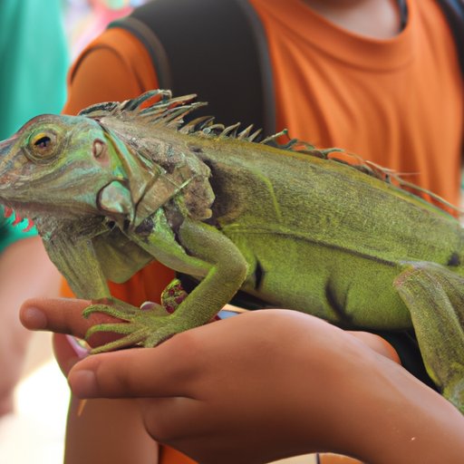 Exploring the Cost of Owning an Iguana