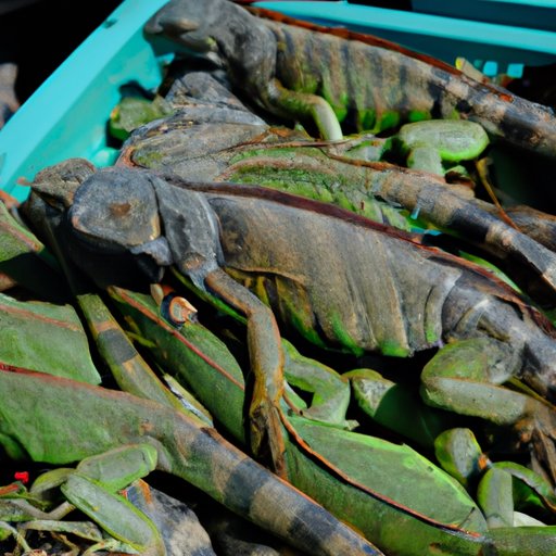 What You Need to Know About Iguana Prices