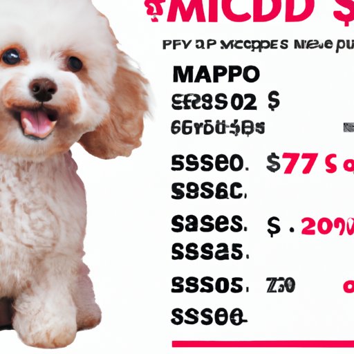The Average Price to Buy a Maltipoo