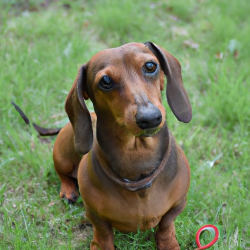A Comprehensive Guide to Buying a Miniature Dachshund and What You Should Expect to Pay