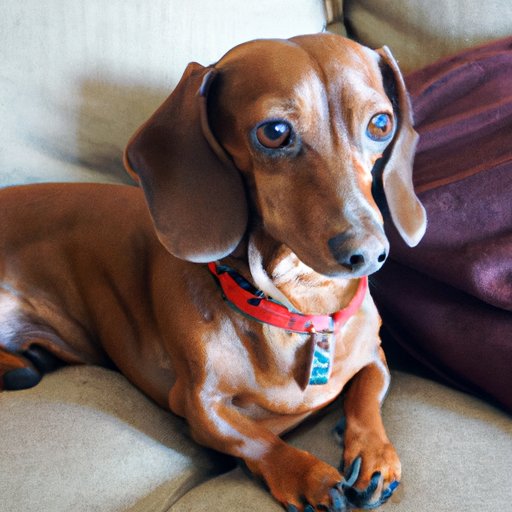 Uncovering the Cost of Adopting or Purchasing a Miniature Dachshund