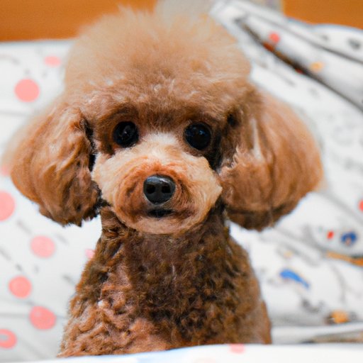 A Comprehensive Guide to Buying a Miniature Poodle