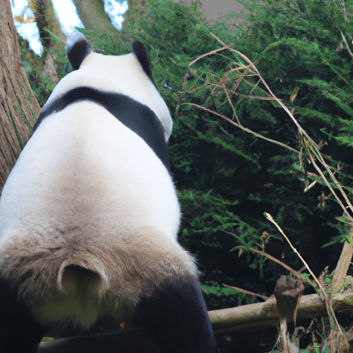 Exploring the True Price of a Panda