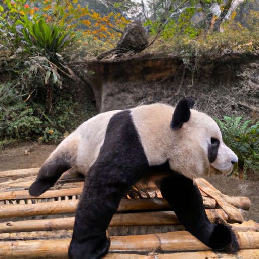 How Much Does a Panda Cost? A Comprehensive Look at the Price of Owning