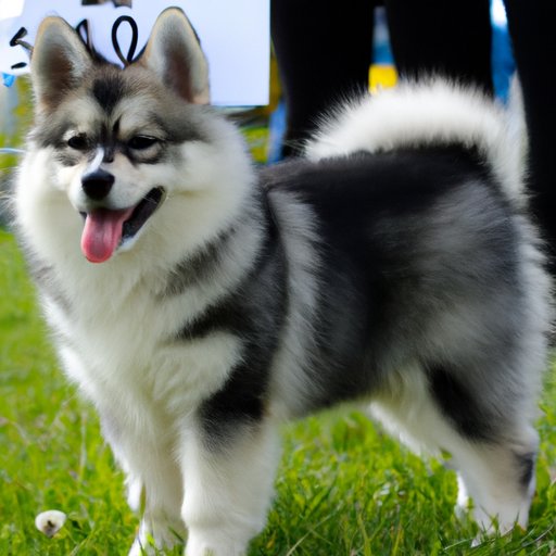 The Average Price to Expect When Buying a Pomsky