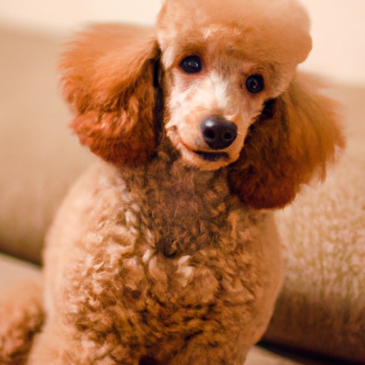 Analyzing the Cost of Owning a Poodle: What to Expect