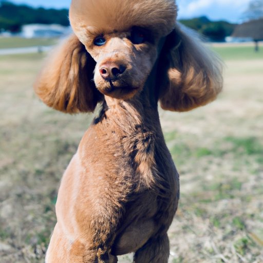 Where to Find Affordable Poodles in Your Area