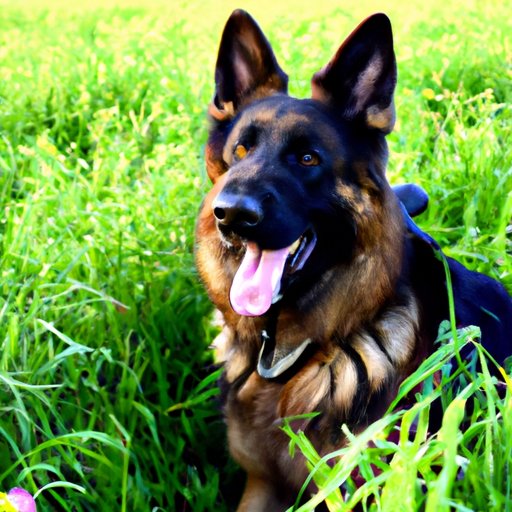 A Guide to Buying a Purebred German Shepherd – What to Expect in Terms of Cost