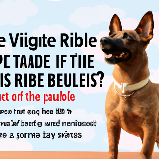 How to Budget for a Rabies Vaccine for Your Pet