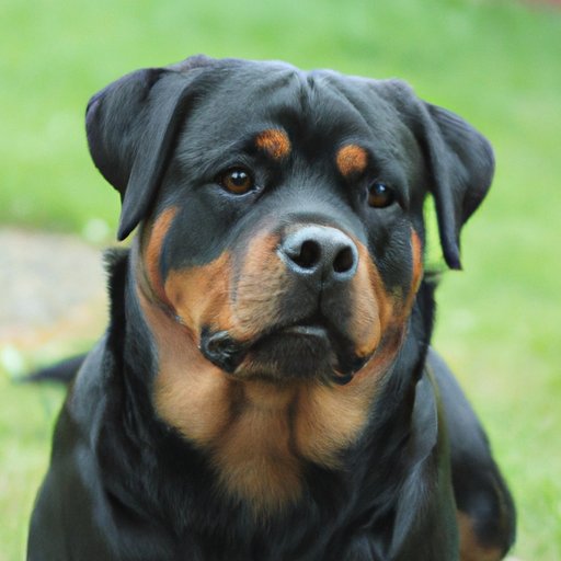 A Comprehensive Guide to the Cost of Owning a Rottweiler