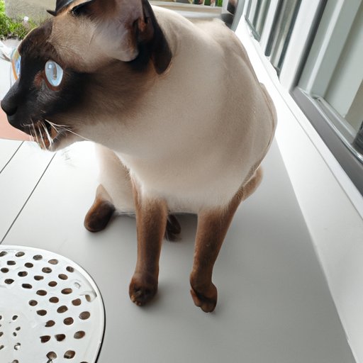 How Much Does a Siamese Cat Cost? Exploring the Price of Owning a