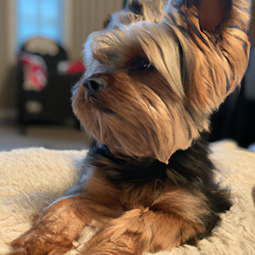 Exploring the Cost of Owning a Yorkie from PetSmart