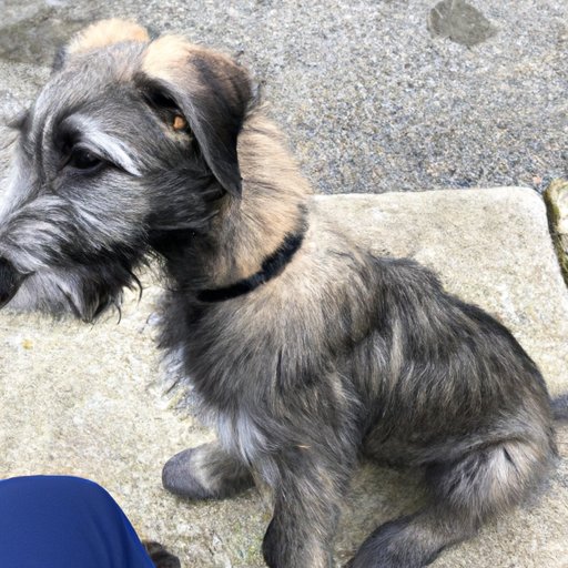 A Look at the Cost of an Irish Wolfhound Puppy