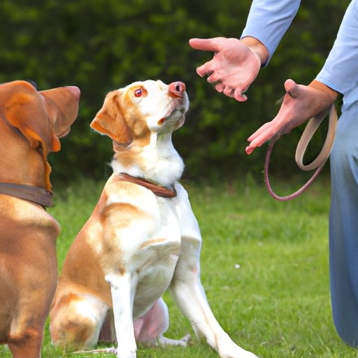 A Comprehensive Guide to Dog Training Costs